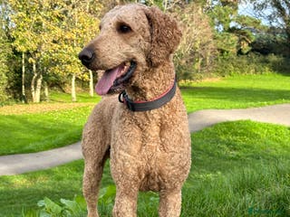 Standard Poodle dogs STANDARD POODLE STUD in Falmouth - Advert 18