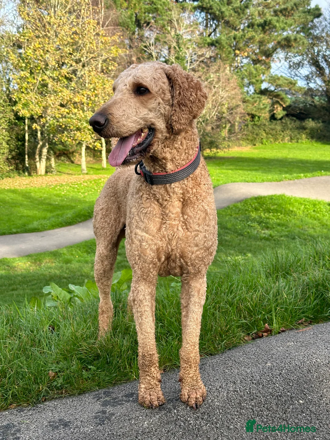 Standard Poodle dogs for stud: STANDARD POODLE STUD  in Falmouth - Advert 1
