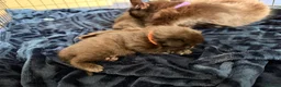 Mixed Breed cats for sale: 1/4 Maine coon cross mixed breed  - Advert 18