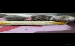 British Shorthair cats for sale: British shorthair kittens  - Image 14