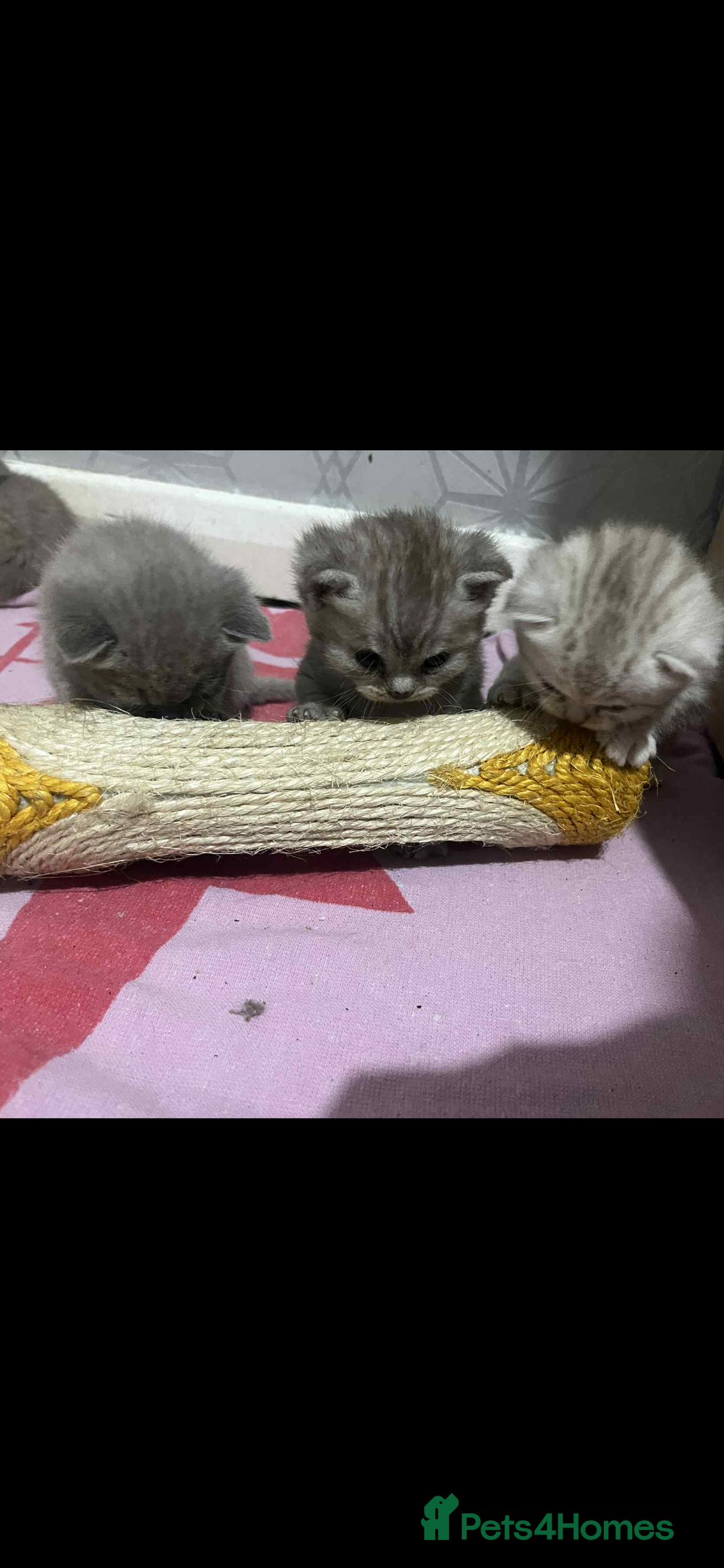 British Shorthair cats for sale: British shorthair kittens  - Image 14