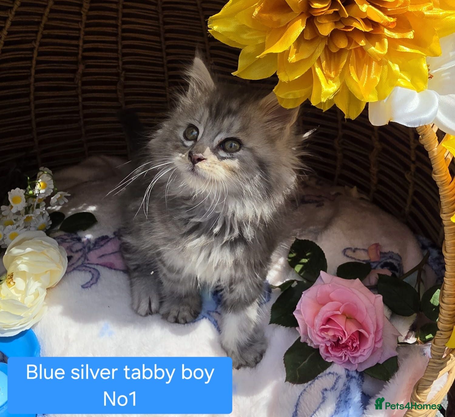 Maine Coon cats STUNNING MAINE COON KITTENS FOR SALE! - Advert 1