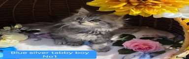 Maine Coon 1