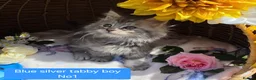 Maine Coon cats for sale: STUNNING MAINE COON KITTENS FOR SALE! - Advert 6
