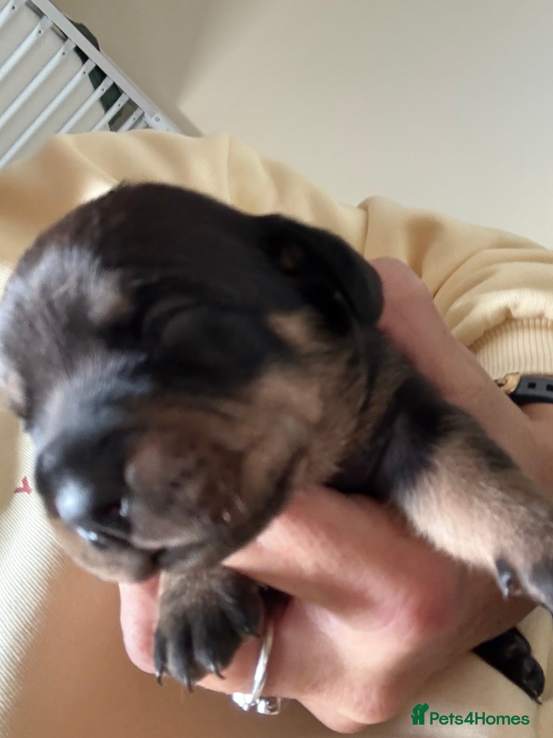 Mixed Breed dogs for sale: French bulldog x daschund - Image 28