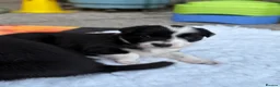 Border Collie dogs for sale: KC registered sport puppies - Advert 10