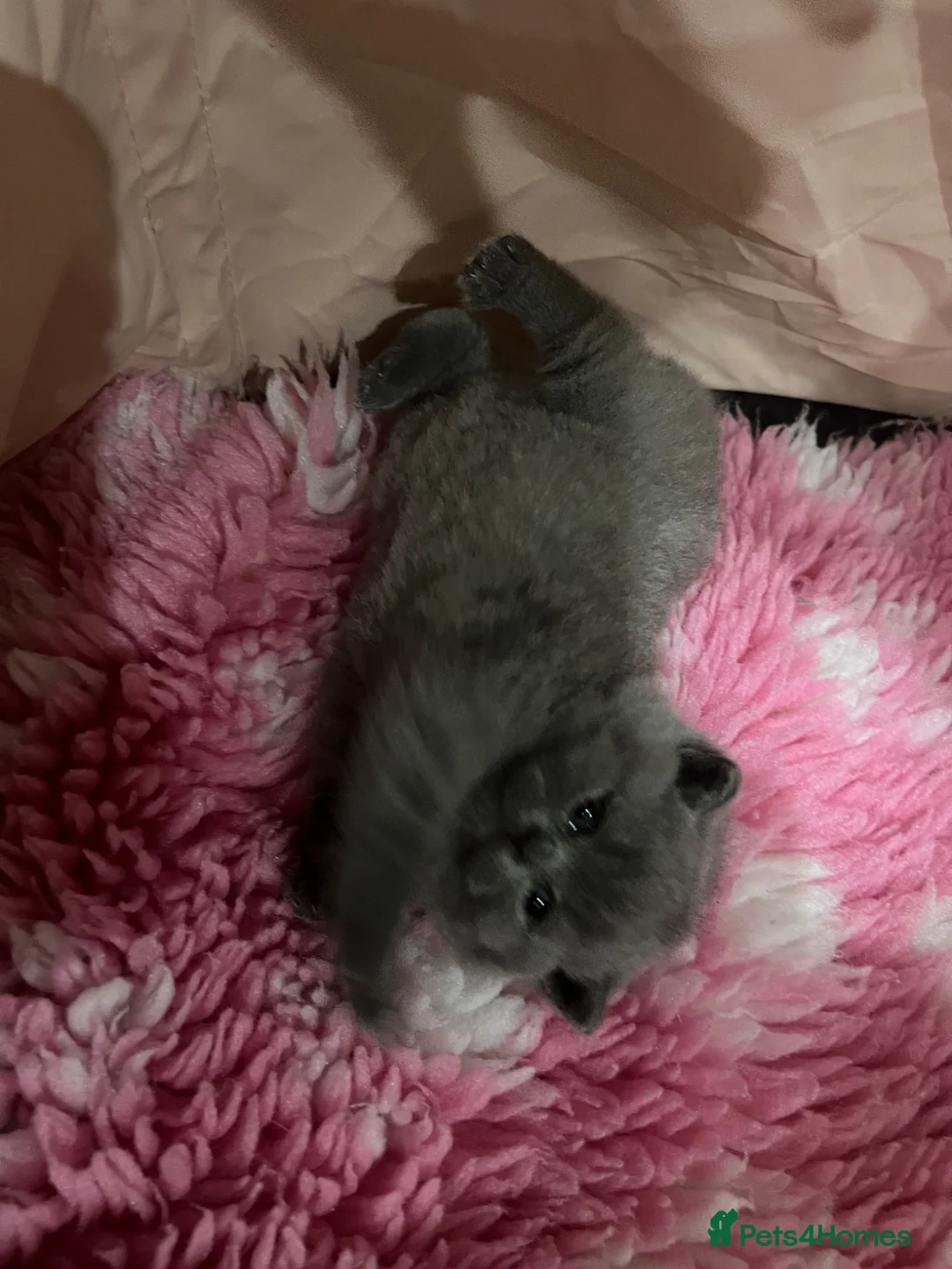 British Shorthair cats for sale:     Beautiful BSH Kittens GCCF Reg,Champion Sired  in Wolverhampton - Advert 2