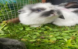 Mixed Breed rabbits for sale: Baby rabbits male and females - Image 2