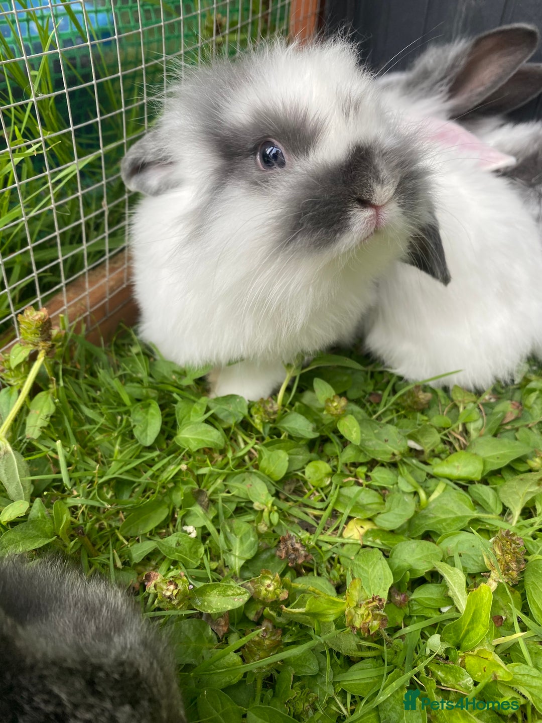 Mixed Breed rabbits for sale: Baby rabbits male and females - Image 2