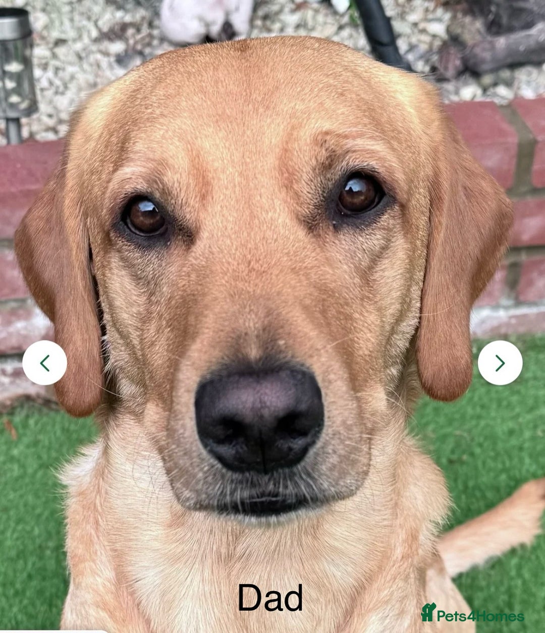 Labrador Retriever dogs for sale: Our beautiful Maggie is having babies 🐾 - Image 10