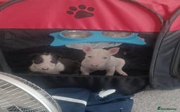 English Bull Terrier dogs for sale: English Bull Terrier pups - Image 9