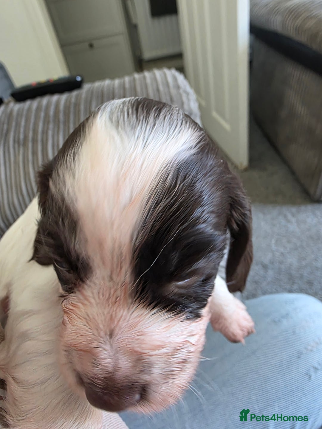 Sprocker dogs for sale: Beautiful sprocker puppies - Image 9