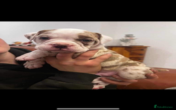 Olde English Bulldogge dogs for stud: OEB 🐶⭐️DEL~BOY ⭐️🐶 First time Stud  - Image 13
