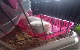Ferret rodents for sale: Half micro silver hob kit - Image 5