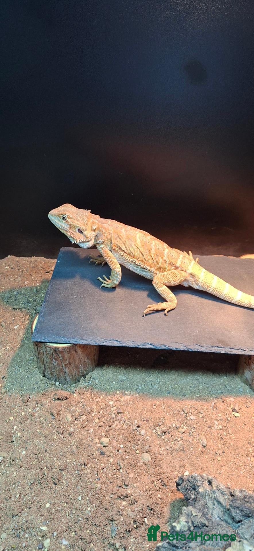 Bearded Dragon reptiles Bearded dragon - Advert 3