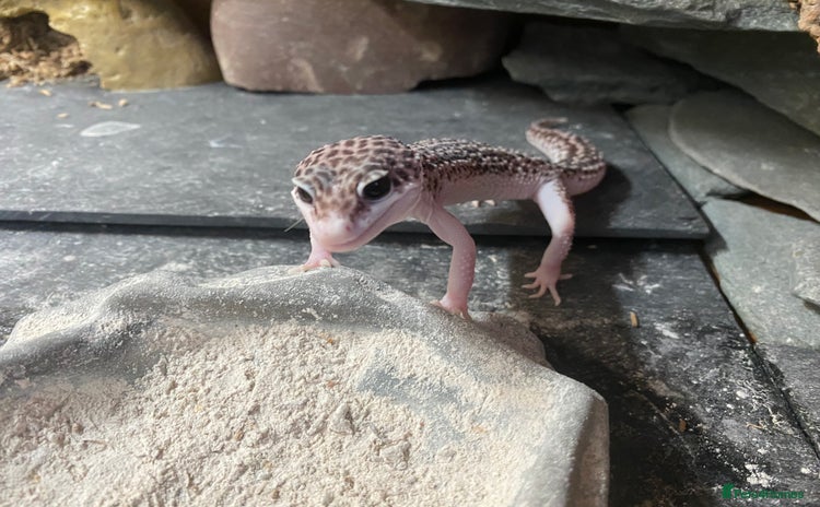 Leopard Gecko reptiles - Advert 9