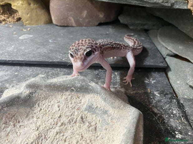 Leopard Gecko reptiles - Advert 9
