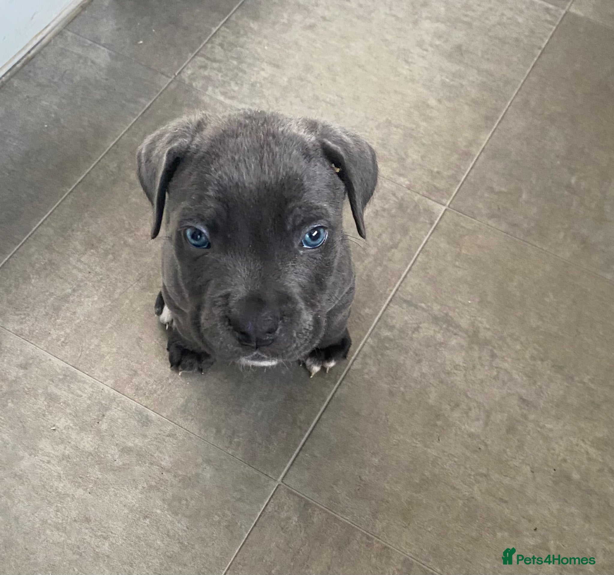 Cane Corso dogs Beautiful male cane corso puppy - Advert 2