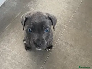 Cane Corso dogs Beautiful male cane corso puppy - Advert 2