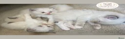 Ragdoll cats for sale: Stunning Blue Point Ragdolls -Ready 4th August  - Advert 3