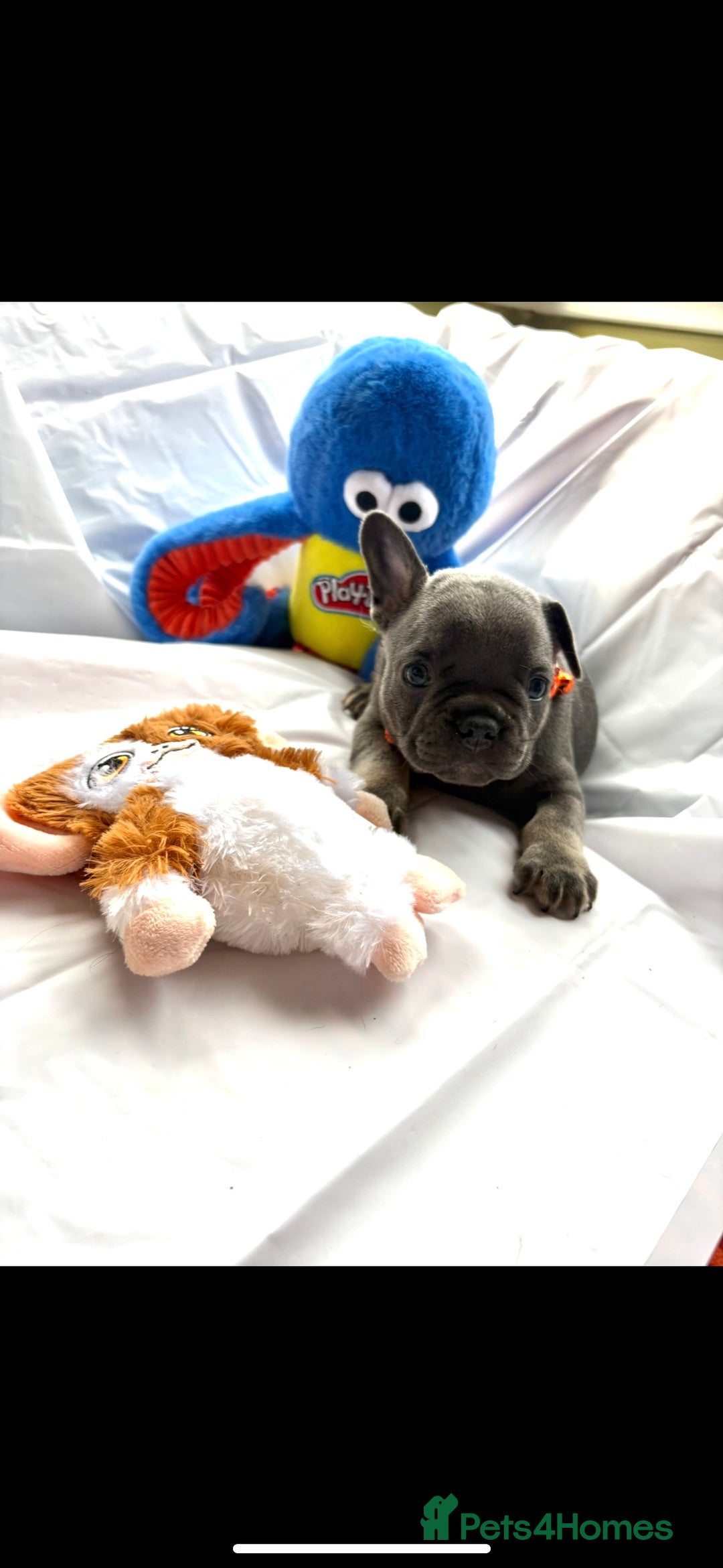 French Bulldog dogs for sale: French bulldog puppies - Image 11