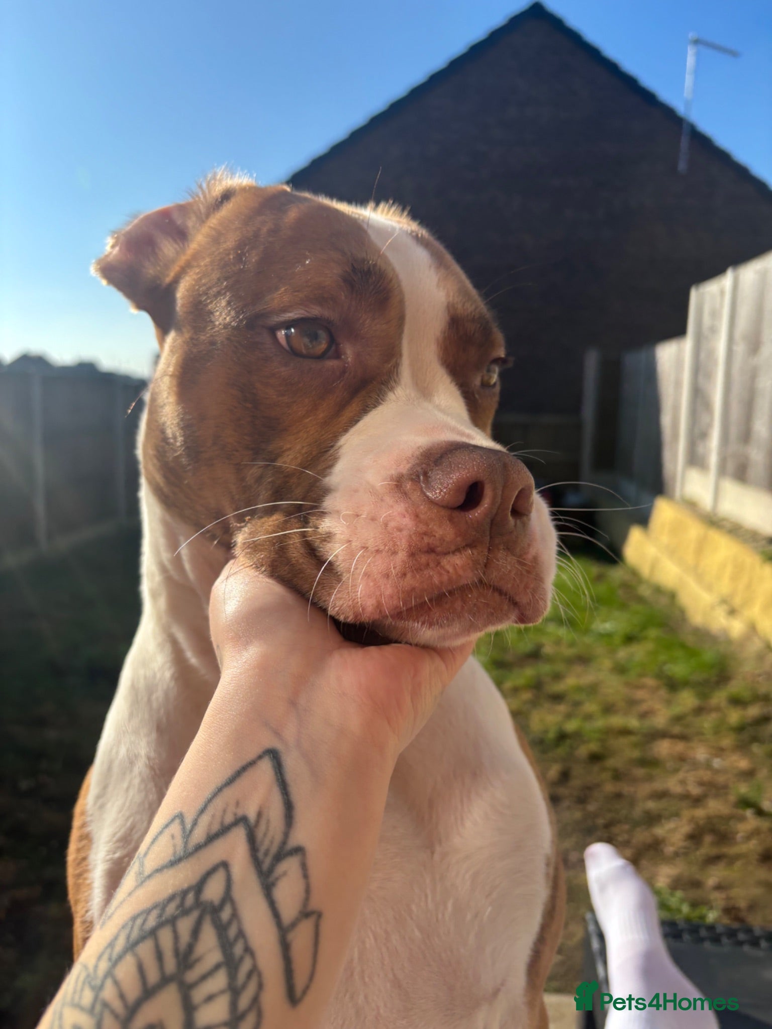 American Bulldog dogs Female American bulldog - Xena  - Advert 3