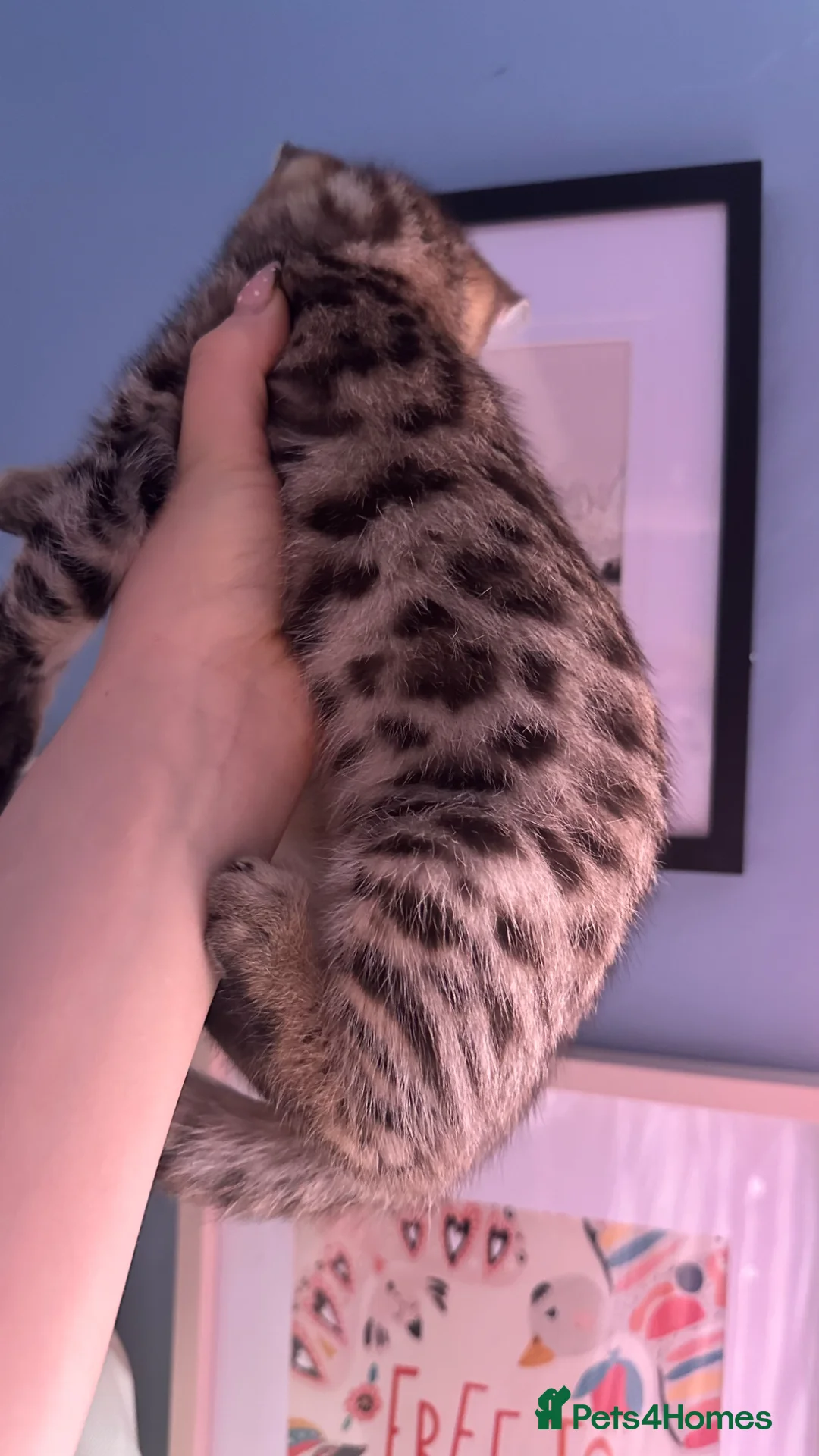 Bengal cats for sale: Gorgeous pedigree bengal male  - Advert 16