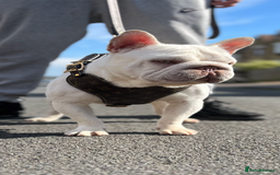 French Bulldog dogs for sale: Beautiful French Bulldog Puppies Available  - Image 7