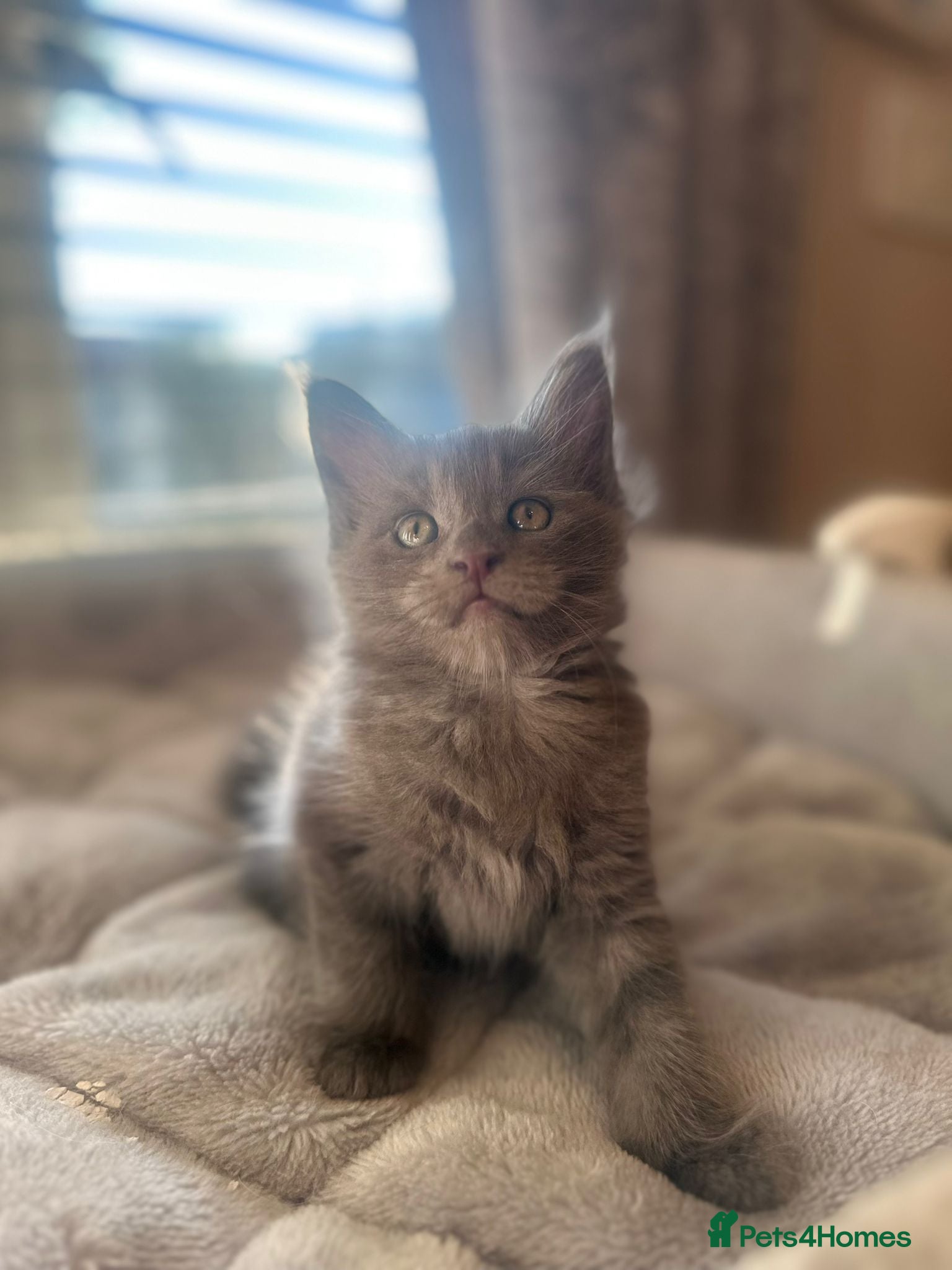 Maine Coon cats for sale: Stunning Maine Coon Litter Of Kittens  in Billericay - Advert 2