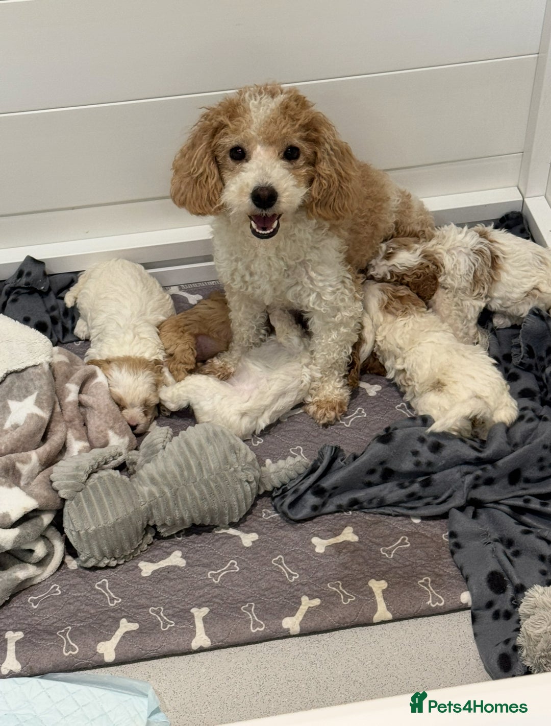 Cavapoochon dogs for sale: Cavapoochon puppies ready to leave 23 December  - Advert 18