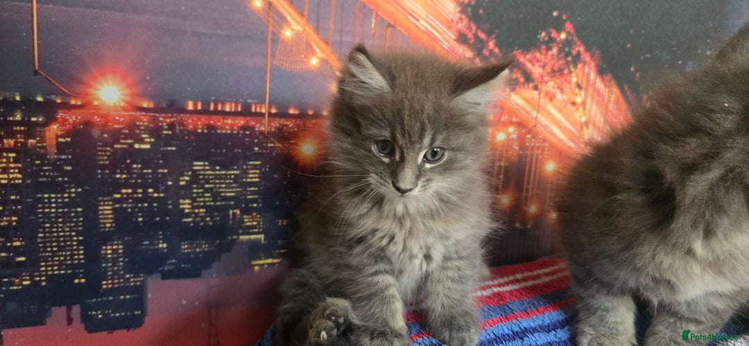 Maine Coon cats for sale: Maine coon kittens ready for reservation - Image 9