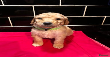 Labradoodle dogs F2b Standard labradoodles multigenerational  - Advert 12