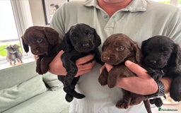 Cocker Spaniel dogs for sale: 1 Adorable working cocker spaniel pup boy 🐶  - Advert 1