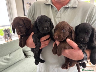 Cocker Spaniel dogs - Advert 2