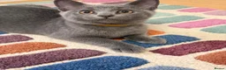 British Shorthair cats for sale: Little boys  - Advert 4