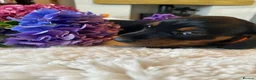 Miniature Dachshund dogs for sale: Beautiful miniature dachshund litter  - Advert 11