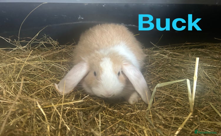 French Lop rabbits in Doncaster - Advert 12