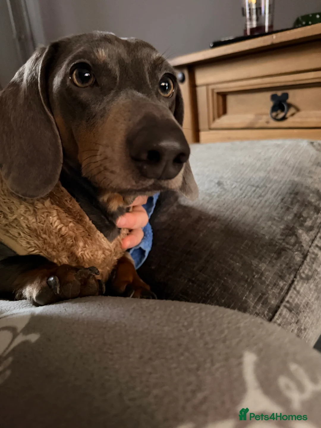 Dachshund dogs for sale: Dachshund looking for his forever home  in Bristol - Advert 6