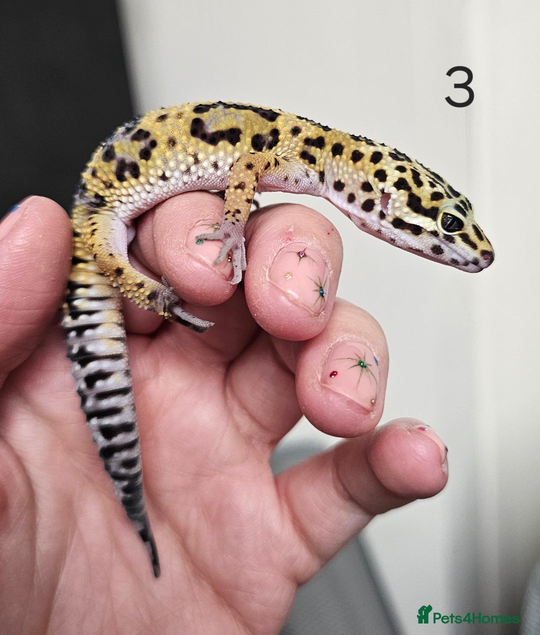 Leopard Gecko reptiles for sale: Baby leopard geckos - Advert 6