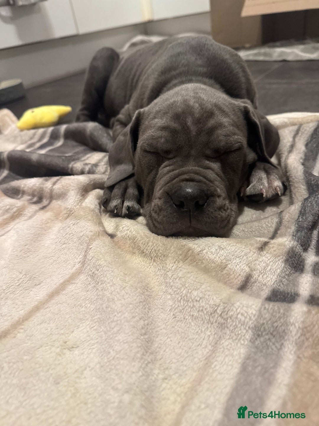 Cane Corso dogs for sale: Cane corso puppy’s  - Advert 2