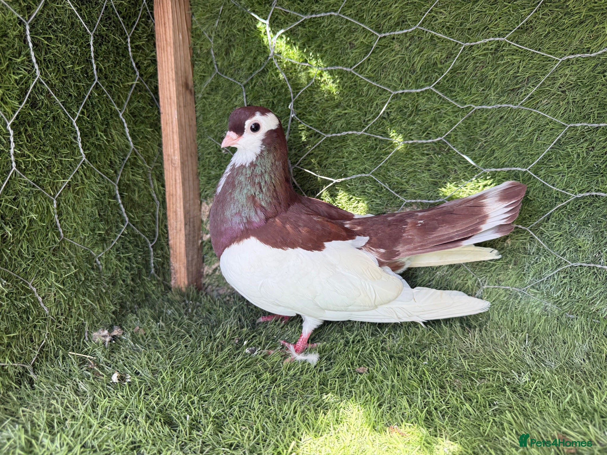 Pigeons birds Premium Breeding Pigeons Top Quality Pairs Availab - Advert 2