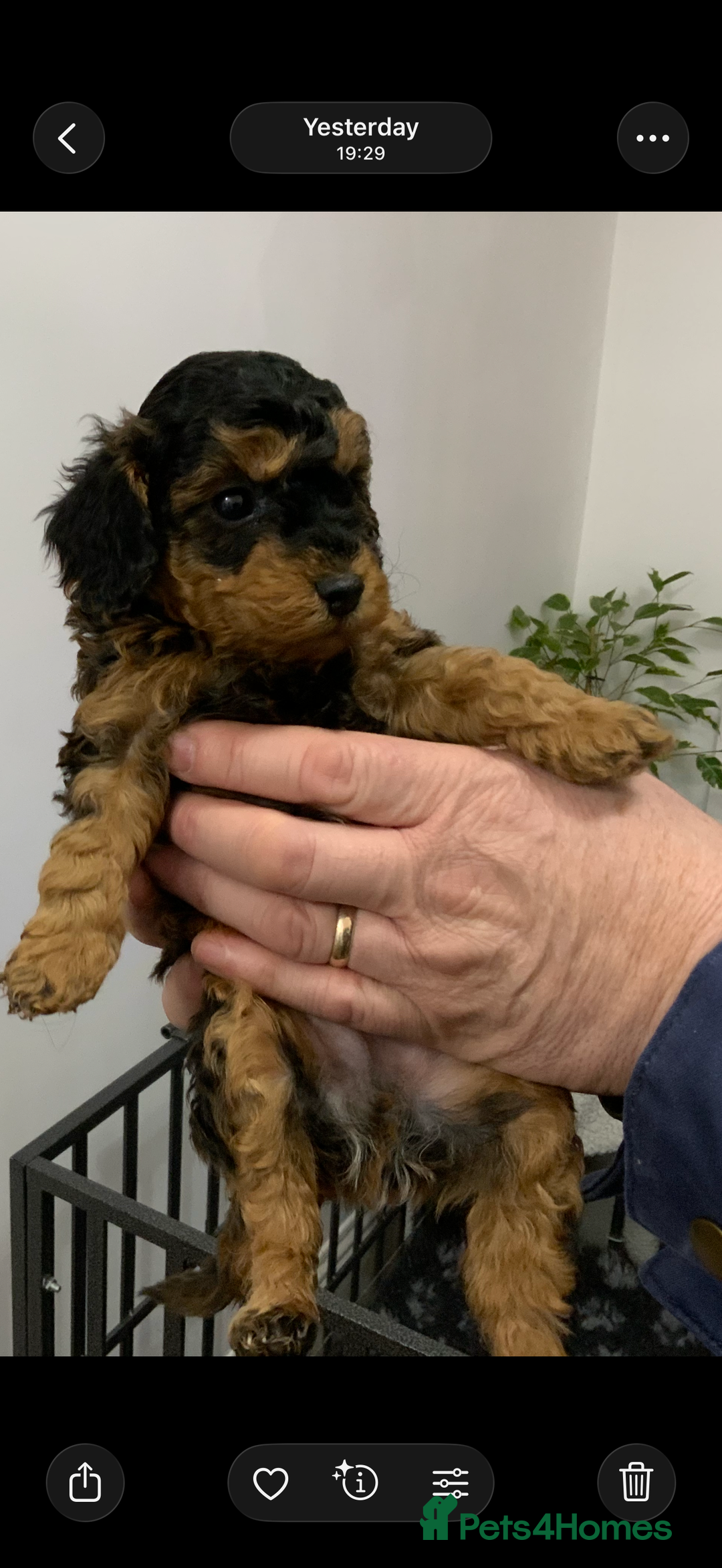 Cockapoo dogs for sale: Beautiful Cockapoo’s puppies for sale  - Advert 3