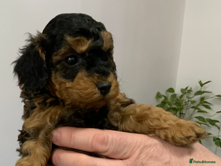 Cockapoo dogs Beautiful Cockapoo’s puppies for sale - Advert 18