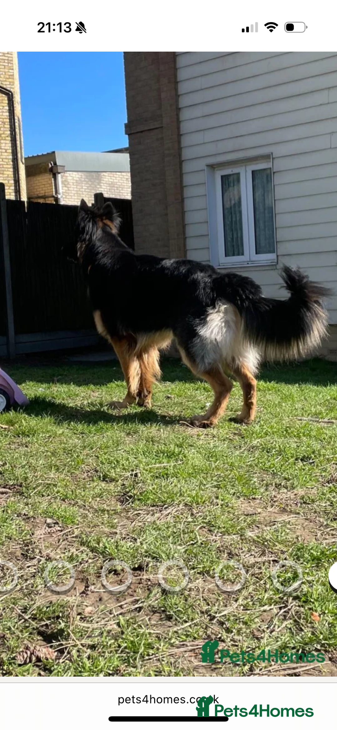 German Shepherd dogs for sale: KC GSD long coat.  Fantastic bloodlines.  - Advert 33