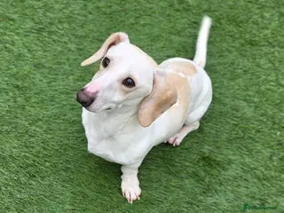 Miniature Dachshund dogs KC Smooth Cream Piebald - Advert 15