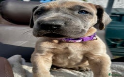 Great Dane dogs for sale: Beautiful fawn Great Dane puppies  - Image 9
