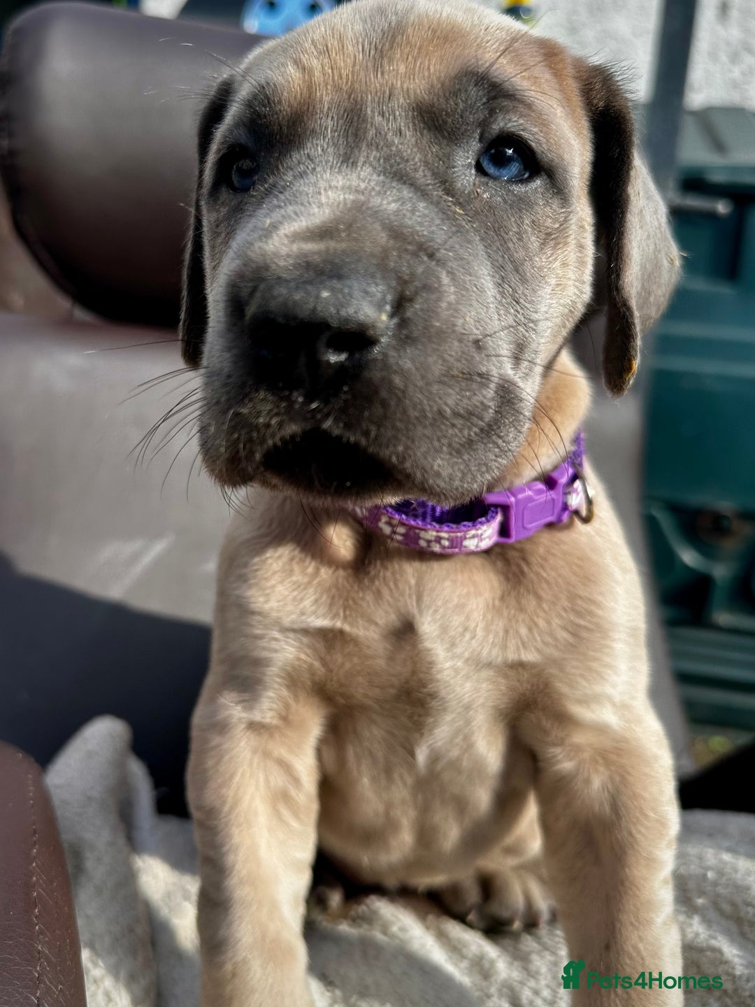 Great Dane dogs for sale: Beautiful fawn Great Dane puppies  - Image 9