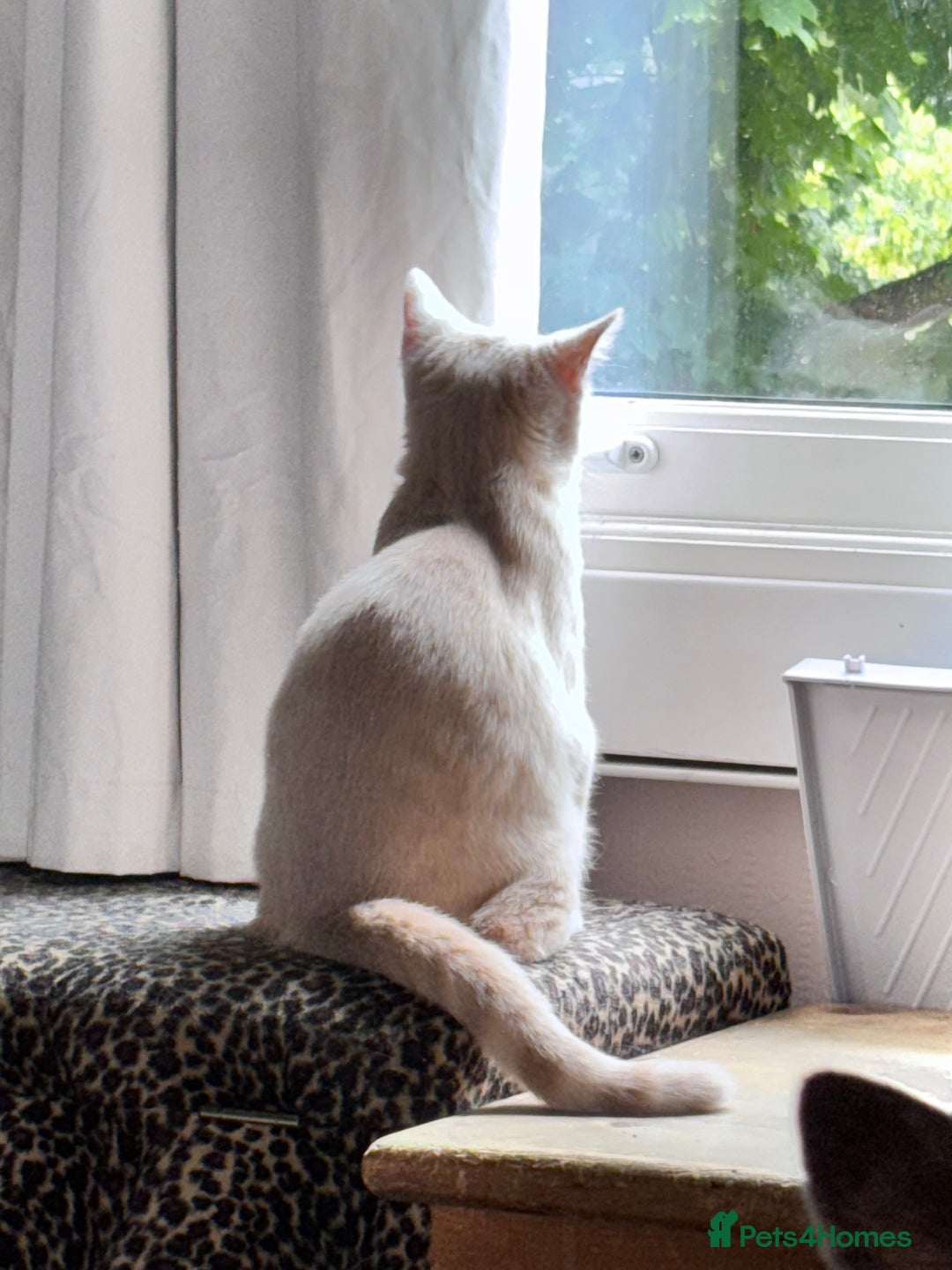 British Shorthair cats for sale: Beautiful British shorthair kittens  - Image 9