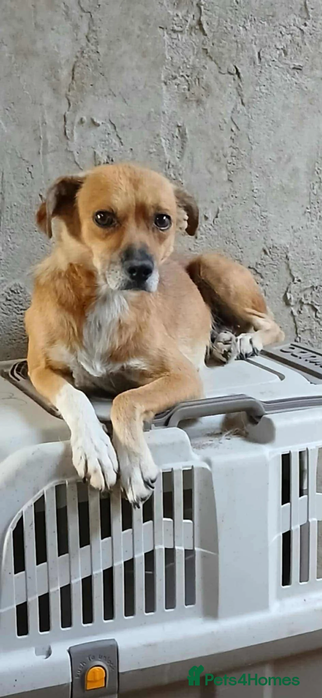 Mixed Breed dogs for adoption: Hazel - Norwich Norfolk  - Advert 16