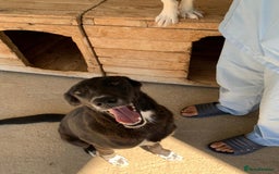Mixed Breed dogs for adoption: Raven, 1.5 yrs approx. Available for adoption. - Image 2
